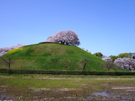 08山上の桜_R