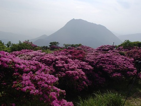 43山頂のキリシマツツジ_R