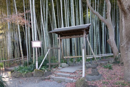 31竹林