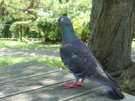 33鳩が寄って来る