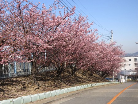 04河津桜が満開