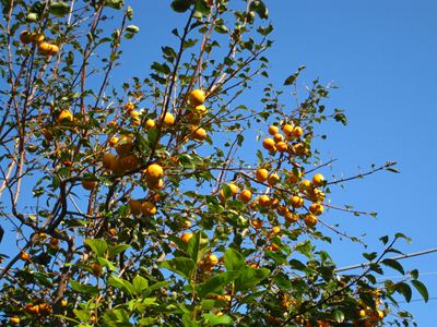 IMG_0004