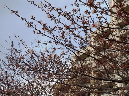 08桜は三分咲