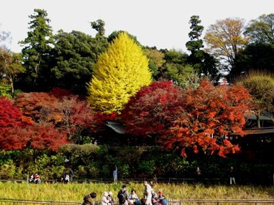 07菖蒲園先の紅葉(ss)