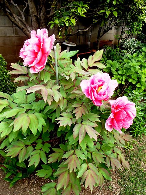 庭に植えた牡丹 ディスカスの逍遥日誌