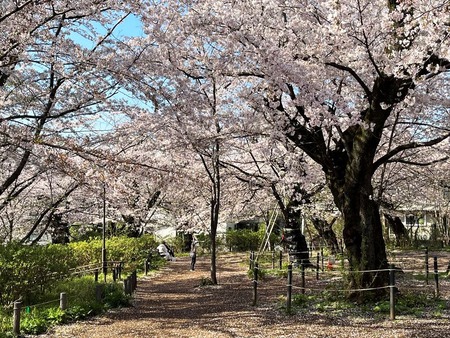 10満開の桜