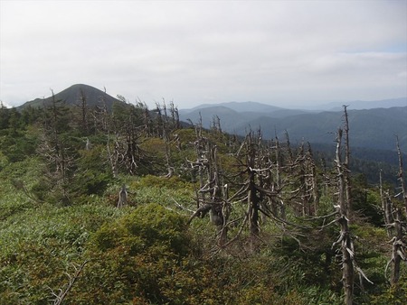 92厳しい冬の気候で枯れた木々