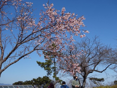 15早咲きの桜が1本！