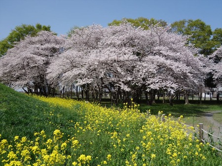 17菜の花とのコラボ_R