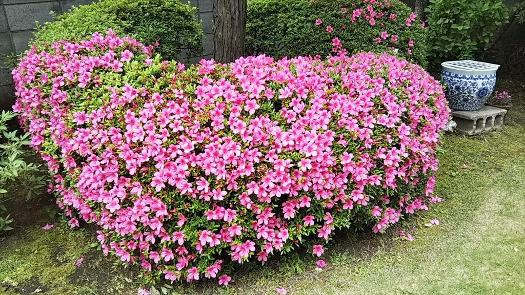 サツキの花とガーデニング ディスカスの逍遥日誌 サツキの花とガーデニング ディスカスの逍遥日誌