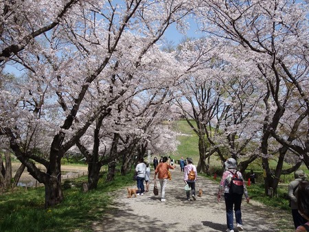 06満開の桜_R