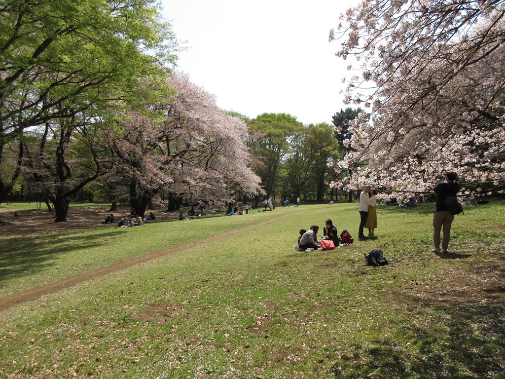 世田谷の 砧公園 でお花見 ディスカスの逍遥日誌