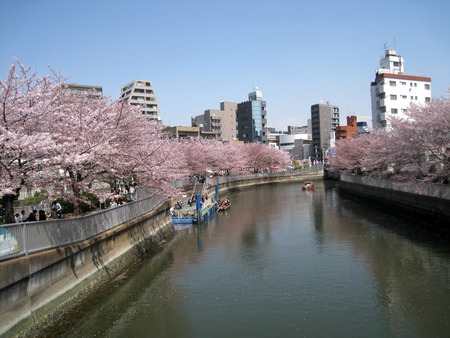 08深川大横川の桜