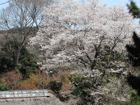 02浄智寺の桜