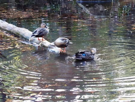 17池に浮かぶ鴨