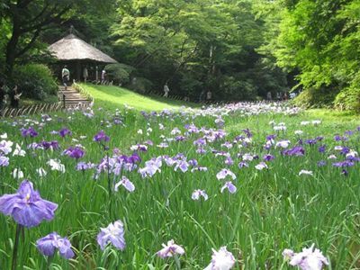 08花菖蒲畑_R