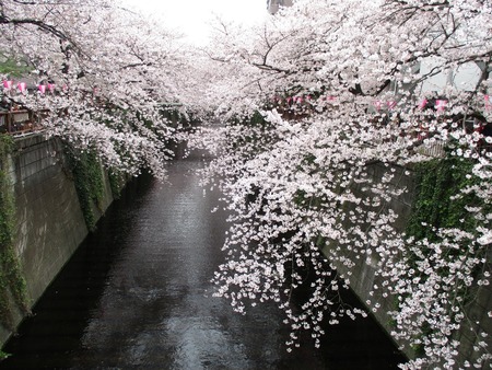19目黒川