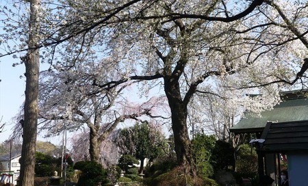05オオシマ桜