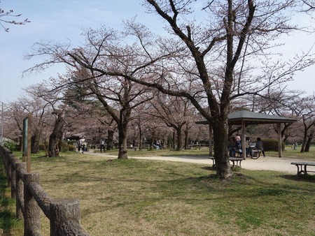 42飯能市中央公園の桜
