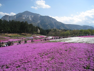 01羊山の芝桜(ss)