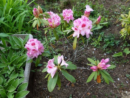 20.04.26石楠花