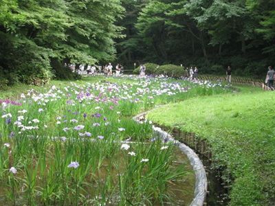 09花菖蒲_R