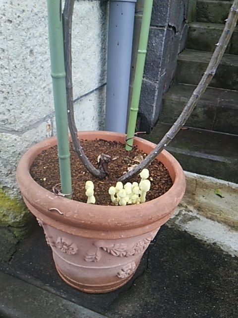 キノコの季節 ディスカスの逍遥日誌