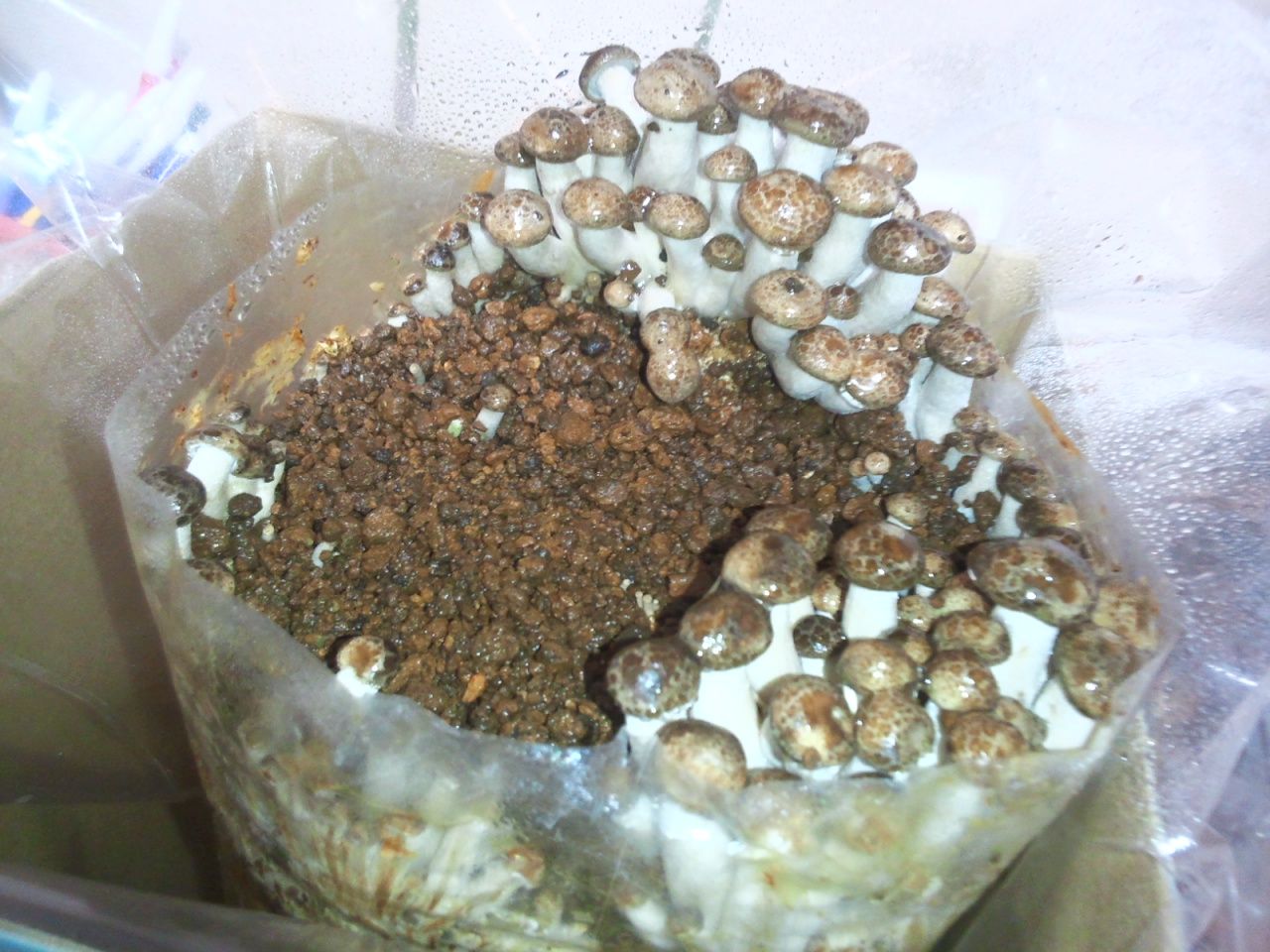 もりのぶなしめじ農園栽培日記 ７ Yypapaのひとりごと 旧