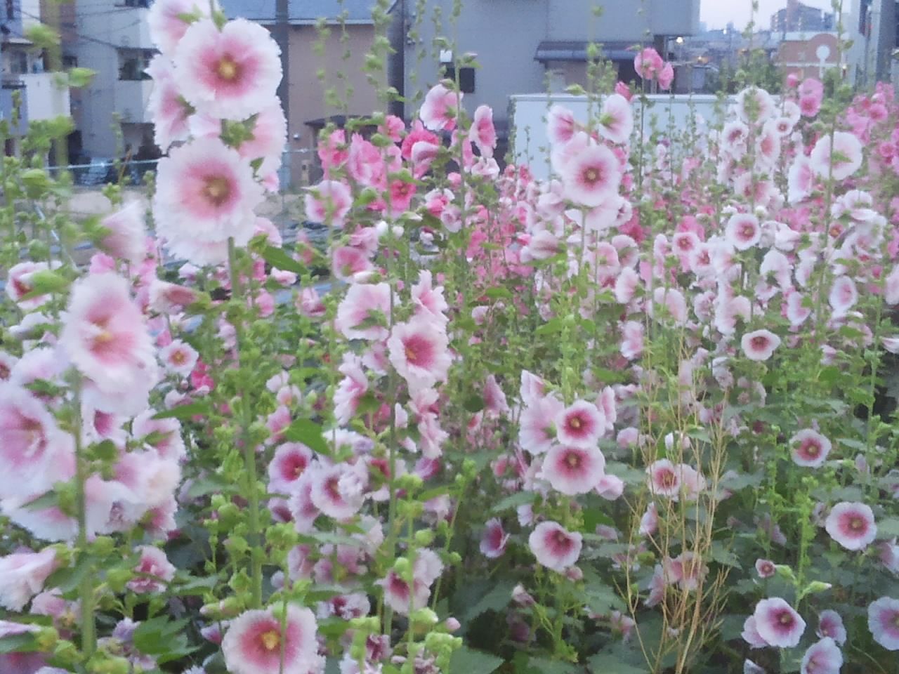 26円 独特の素材 タチアオイ 種 一重混合 1袋 300mg タチアオイの種 タチアオイの花 ホリホック 立葵 花たね 花の種 種子 タネ 国華園 26円 独特の素材 タチアオイ 種 一重混合 1袋 300mg タチアオイの種 タチアオイの花 ホリホック 立葵 花たね 花の種 種子 タネ 国華園