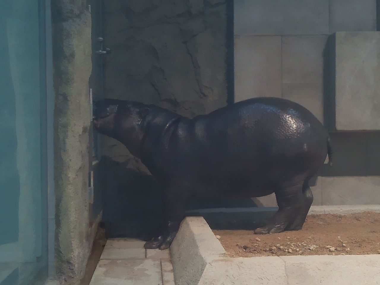 ニフレル 水辺に触れるゾーン Yypapaのひとりごと 旧 ニフレル 水辺に触れるゾーン Yypapaのひとりごと 旧