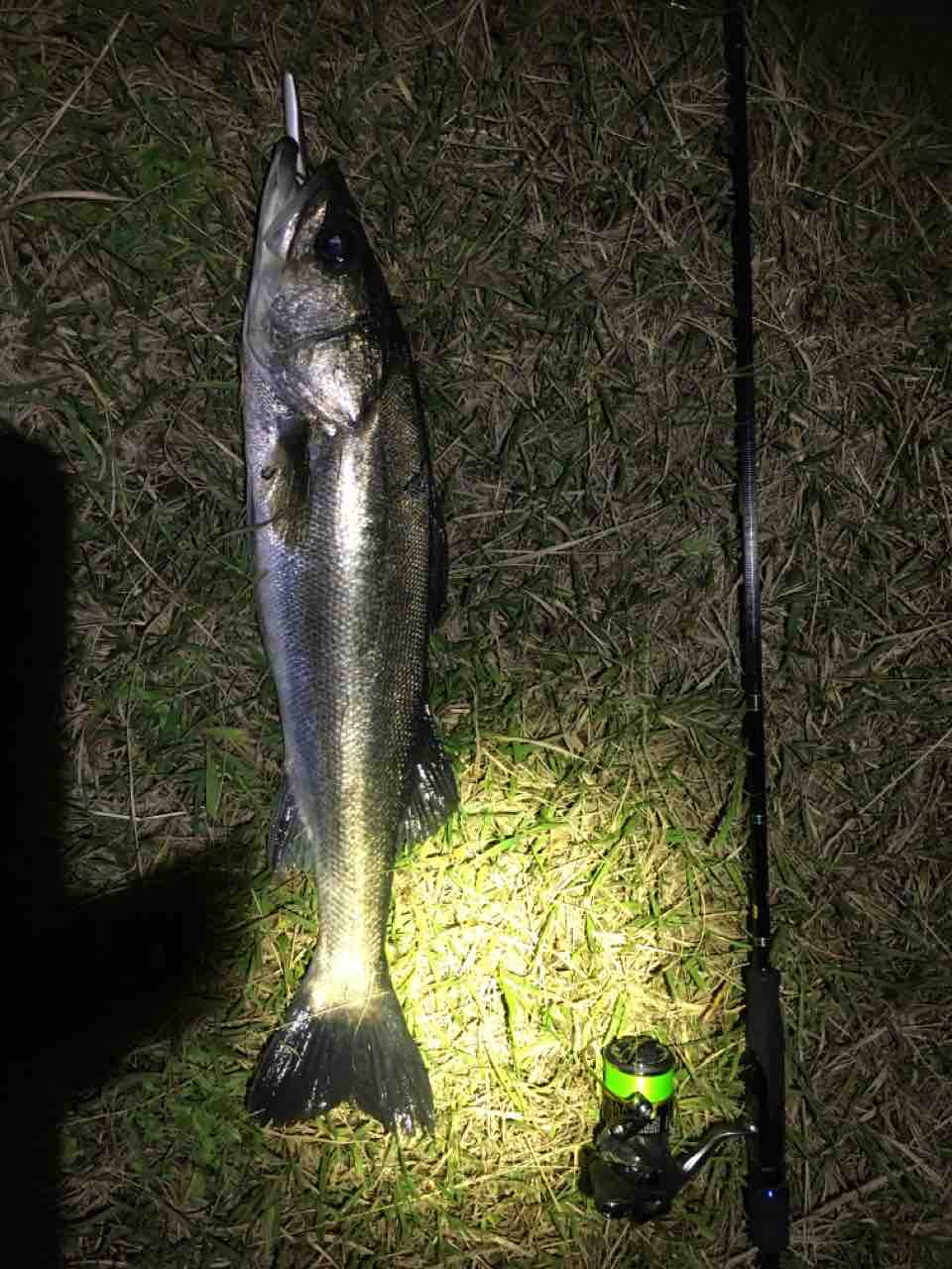 内房シーバス釣行 千葉県で釣りを広く浅く楽しんでるブログ