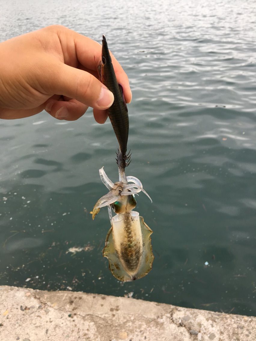 アオリイカの沖漬けが食べたくて行った外房エギング 千葉県で釣りを広く浅く楽しんでるブログ アオリイカの沖漬けが食べたくて行った外房エギング 千葉県で釣りを広く浅く楽しんでるブログ