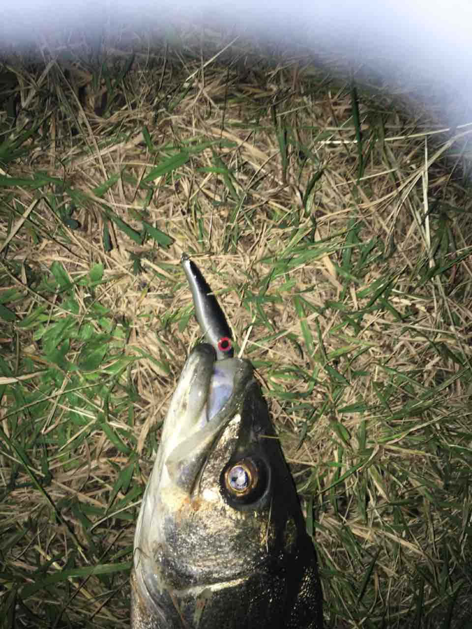 内房シーバス釣行 千葉県で釣りを広く浅く楽しんでるブログ