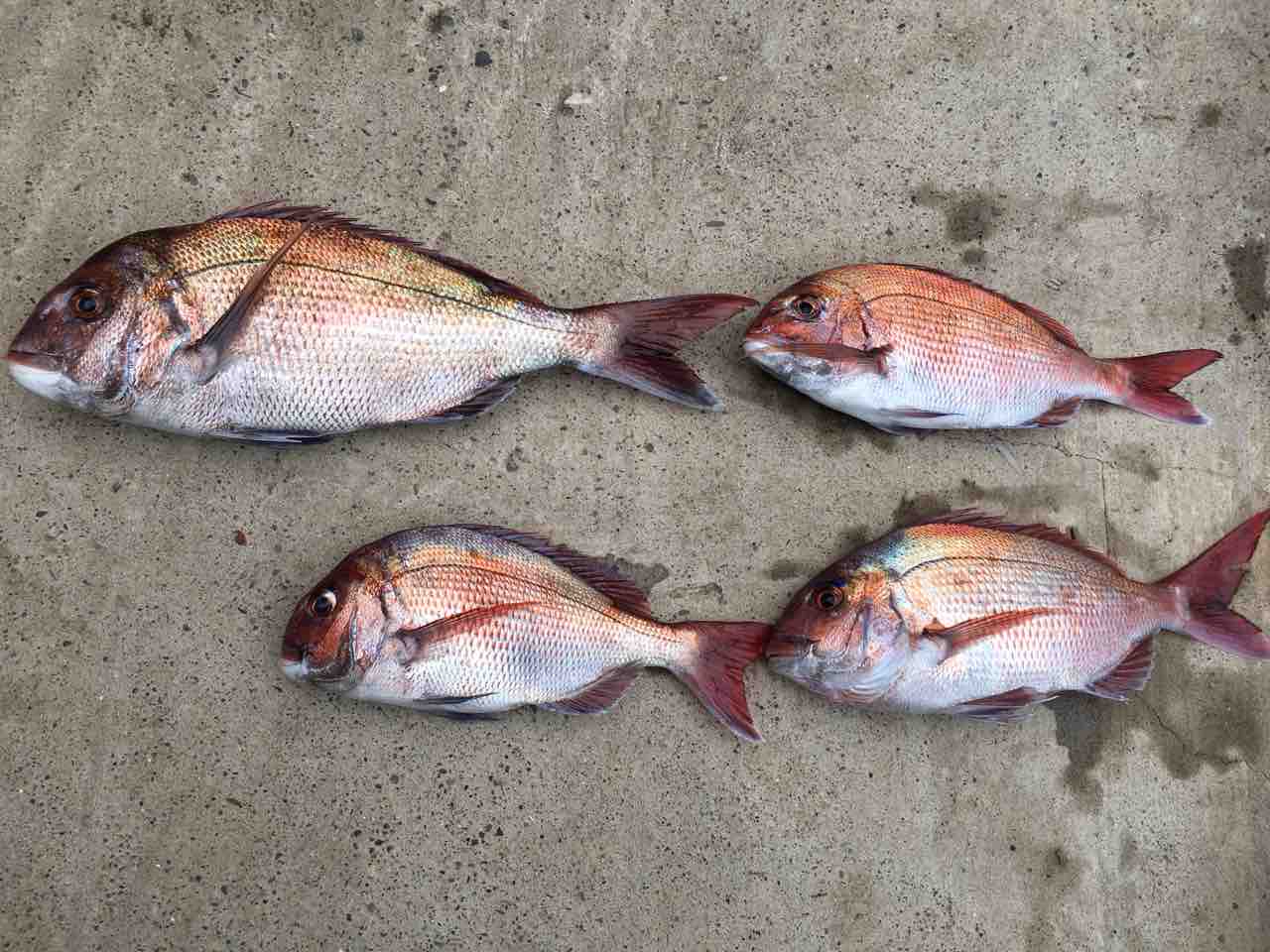 タイノエ付きの鯛 千葉県で釣りを広く浅く楽しんでるブログ タイノエ付きの鯛 千葉県で釣りを広く浅く楽しんでるブログ