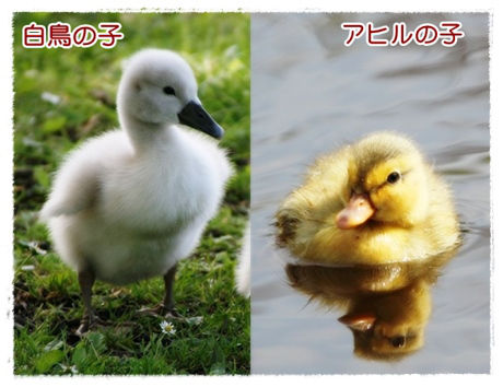 みにくいアヒルの子 秋工房のぼやき みにくいアヒルの子 秋工房のぼやき