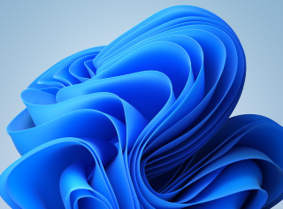 Bloom Windows11