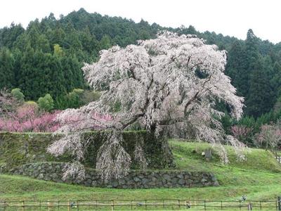 又兵衛桜