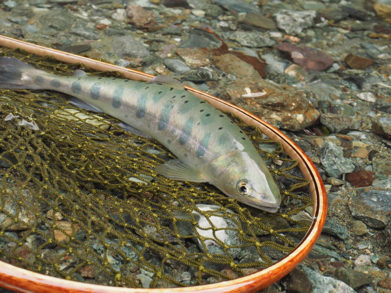 02 04 ヤマメ釣り 神之川 Fake S 釣り日記