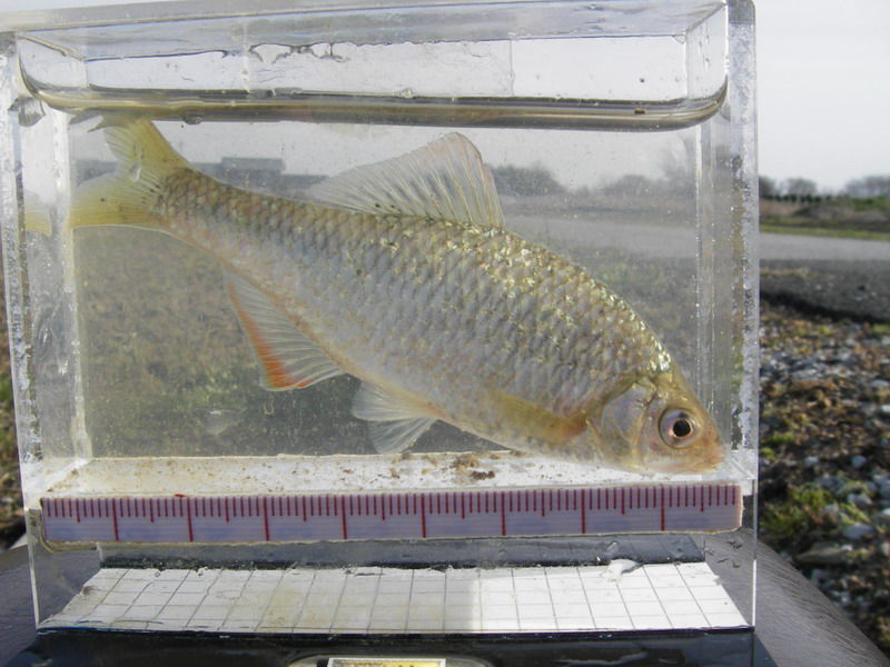 3 28 29 タナゴ釣り 琵琶湖周辺 Fake S 釣り日記