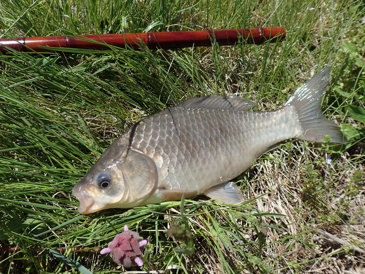 真鮒釣り Fake S 釣り日記 真鮒釣り Fake S 釣り日記
