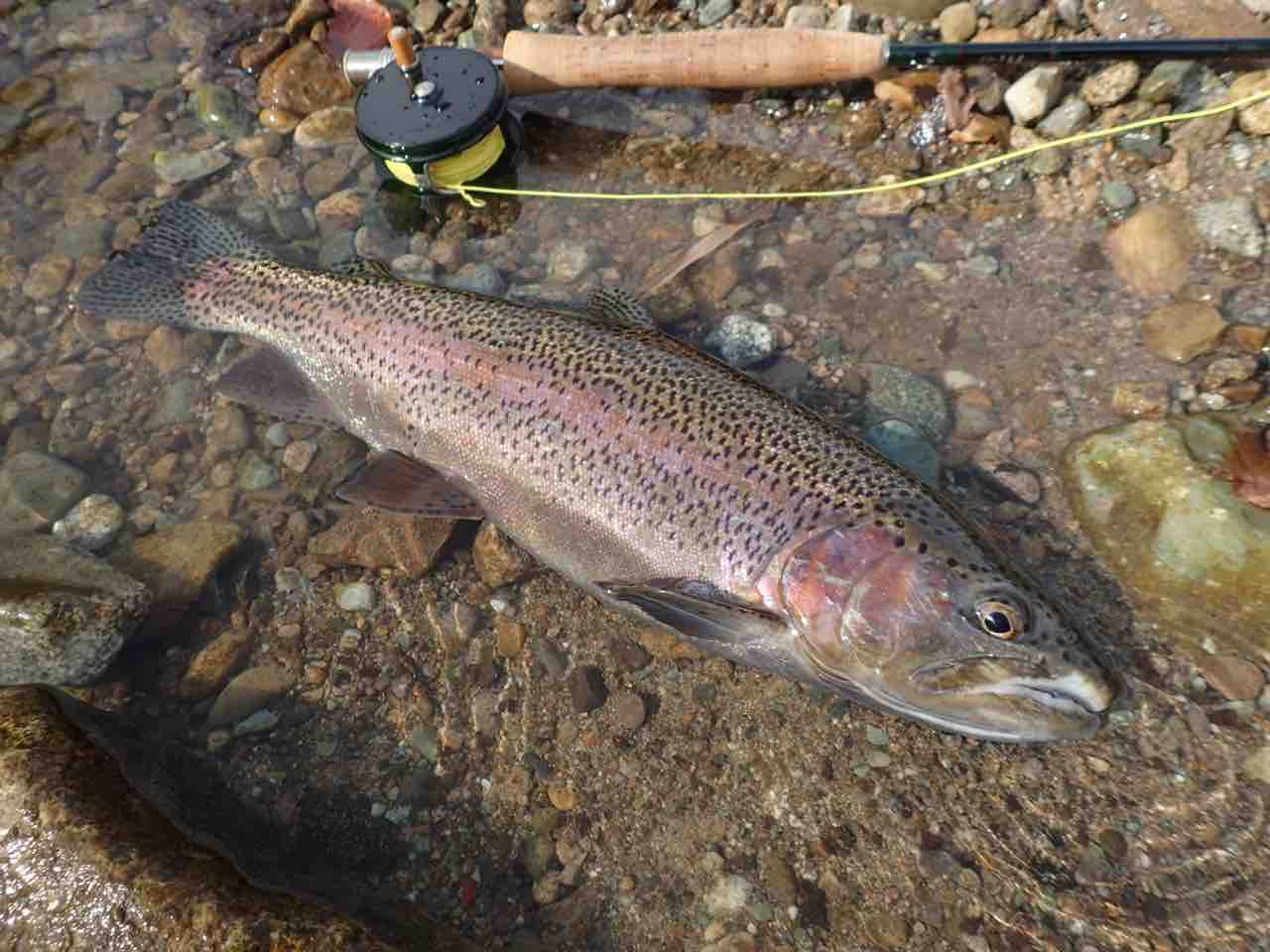 11 17 18 虹鱒釣り 荒雄川 Fake S 釣り日記