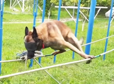 驚くほど困難な事に挑戦させられている警察犬の映像。こんなのヒトでも難しいぞ。