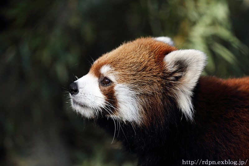 S C Zooレッサーパンダの森 その2 Pan Log