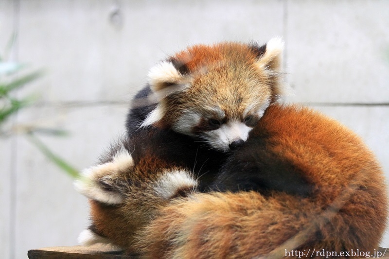 S C Zooレッサーパンダの森 その1 Pan Log