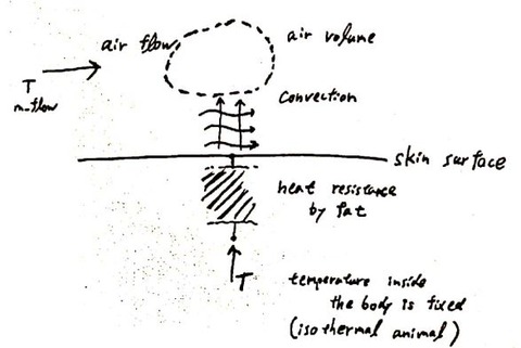 heat_bodyToAir_model