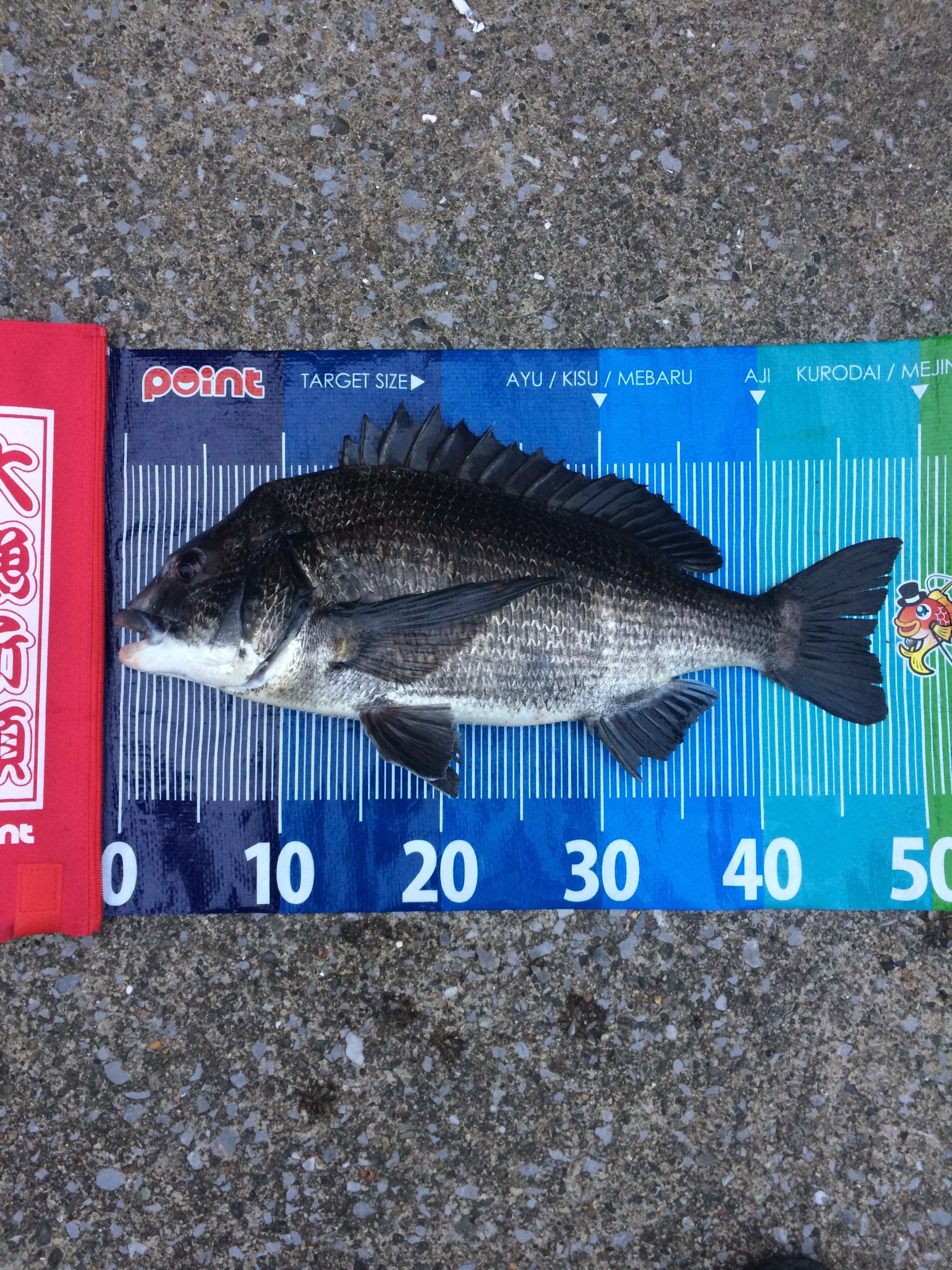 福浦黒鯛釣行 Sakusaku釣行 福浦黒鯛釣行 Sakusaku釣行