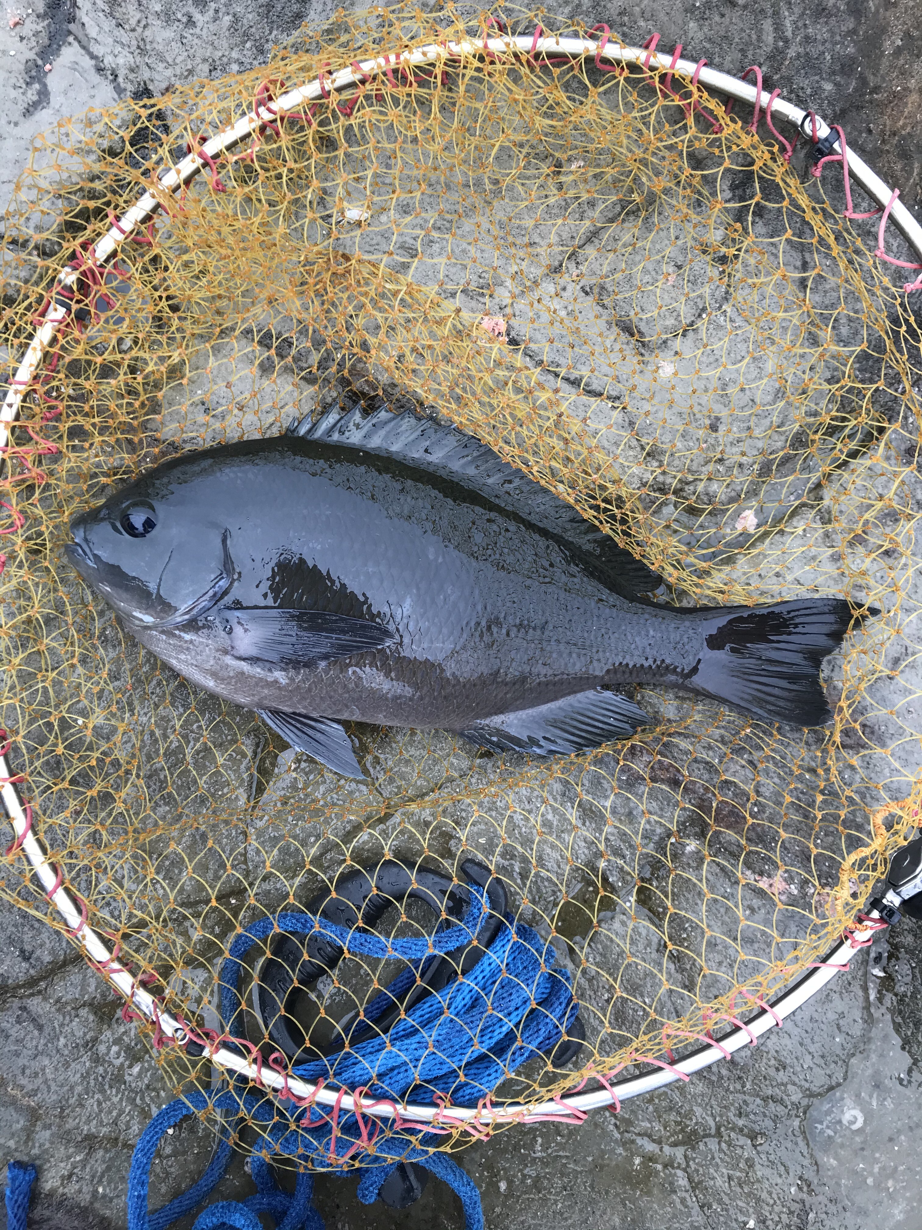三浦西部地磯 乗っ込みメジナ釣行 Sakusaku釣行