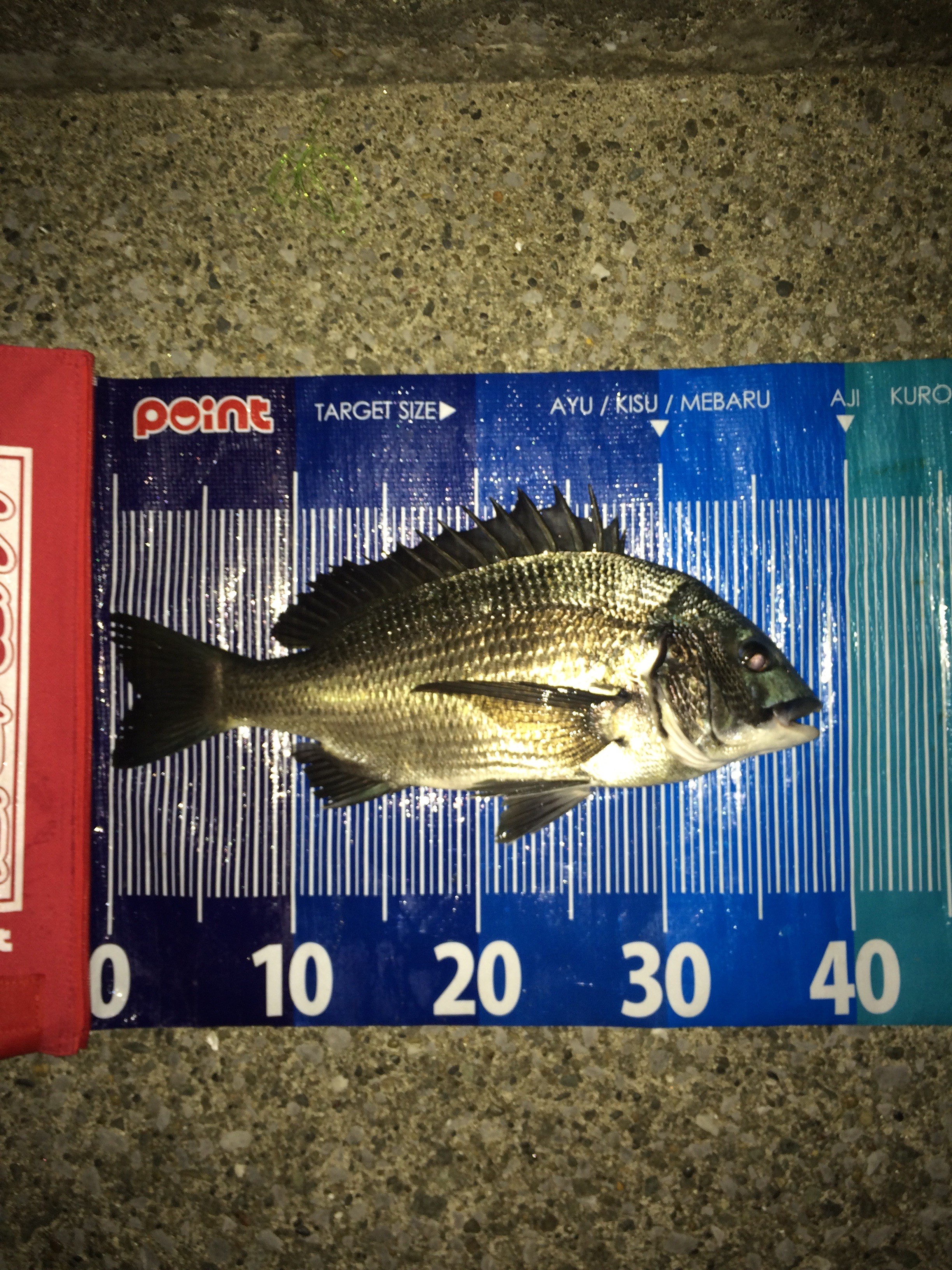 福浦黒鯛釣行 Sakusaku釣行 福浦黒鯛釣行 Sakusaku釣行