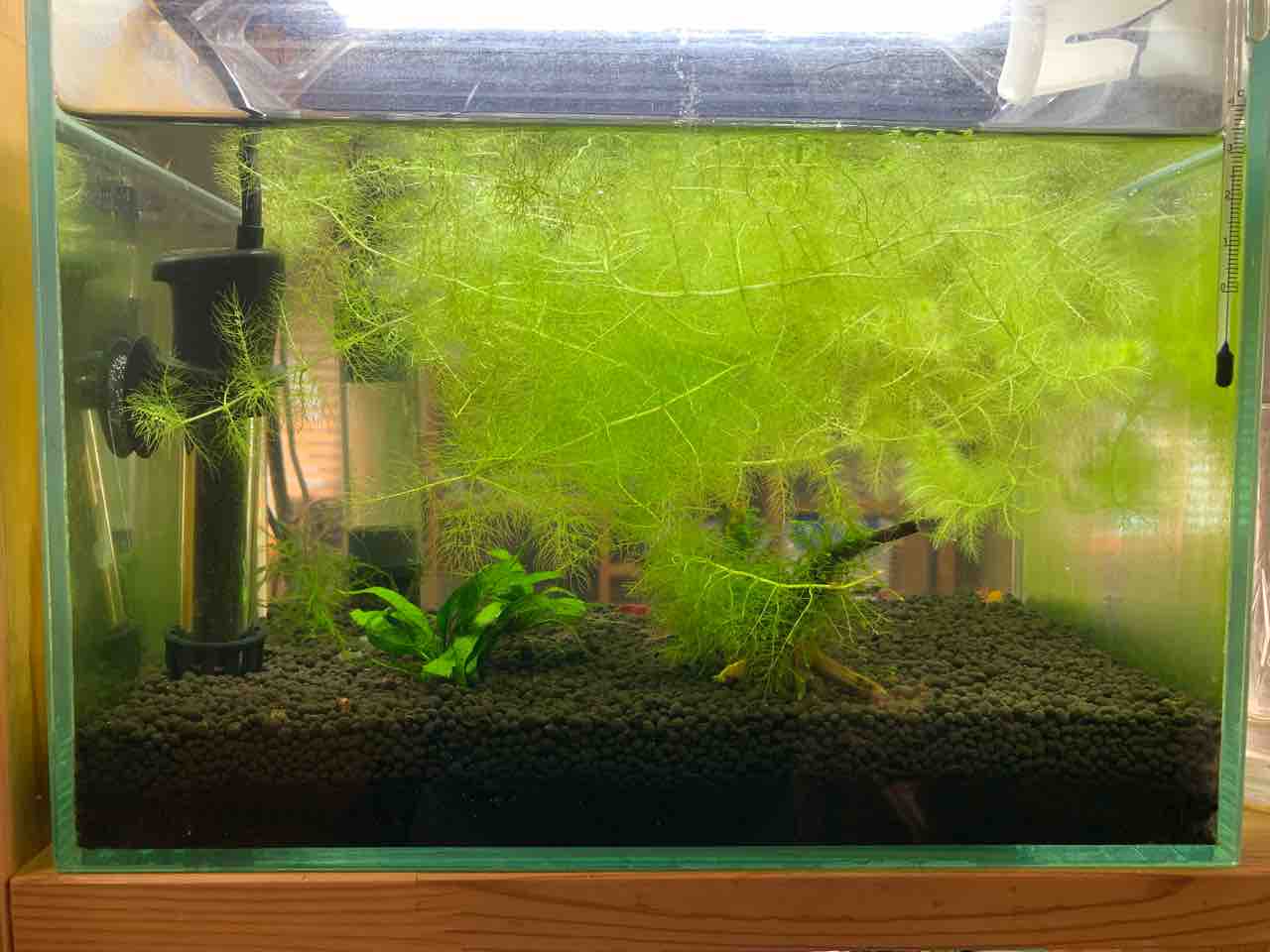 タヌキモ 増殖中 60 30 水槽日記