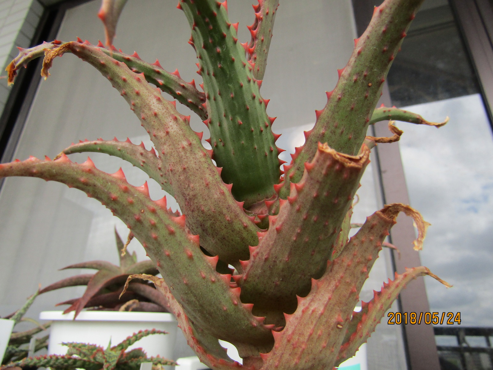 雑種なアロエ ティダとデザート